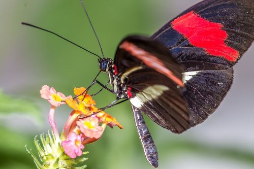 butterfly flower insect