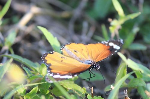 butterfly grass orange