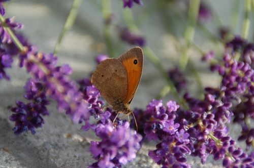 butterfly nature insect