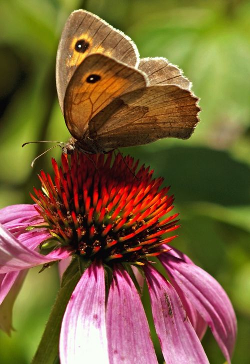 butterfly sun hat nature