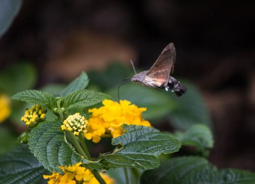 butterfly insect nature