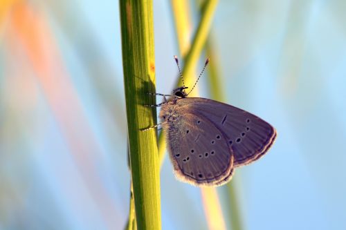 butterfly modraszek meadow