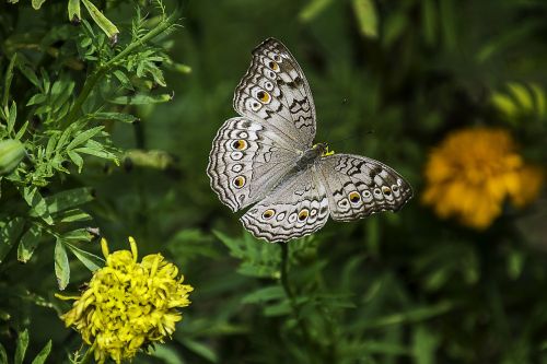 butterfly thailand the national park