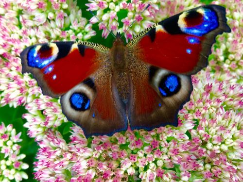 butterfly flowers