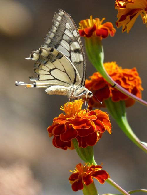 butterfly papilio machaon carnation moro