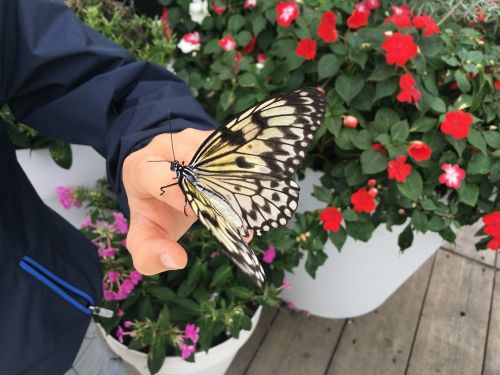 butterfly flowers nature