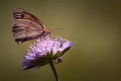 butterfly meadow brown edelfalter