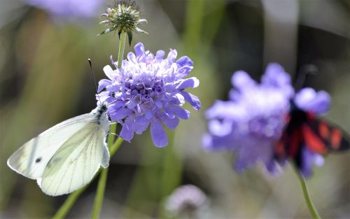 butterfly pyrenees nature