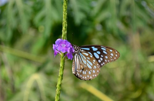butterfly blue tiger tirumala limnacea