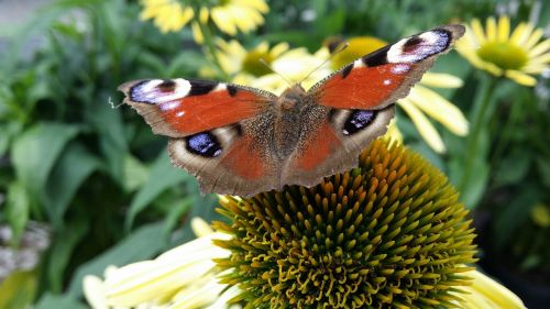 butterfly flower summer