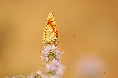 butterfly flower insect