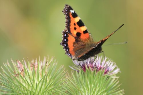 butterfly nature green