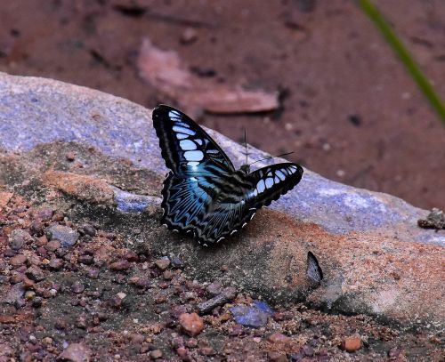 butterfly insects animals