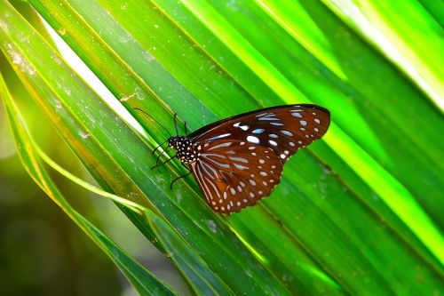 butterfly insects animals