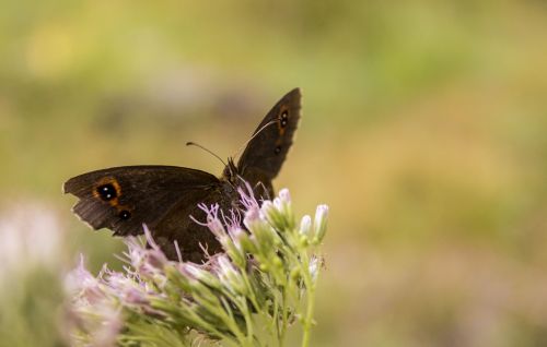 butterfly animals nature