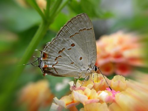 butterfly pedro nunes butterfly flower