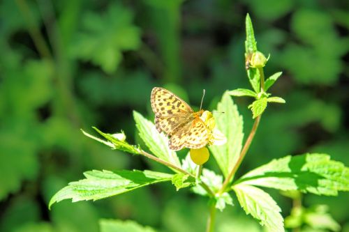 butterfly fauna flora