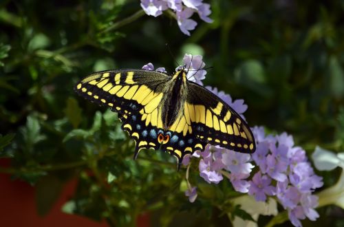 butterfly swallowtail wings
