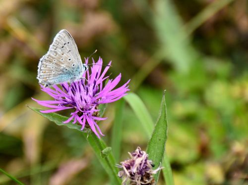 butterfly blossom bloom