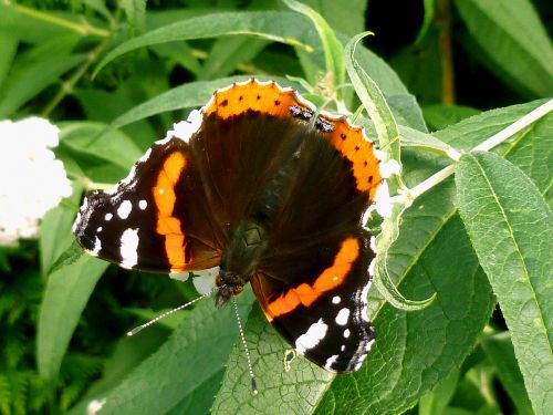 butterfly admiral edelfalter