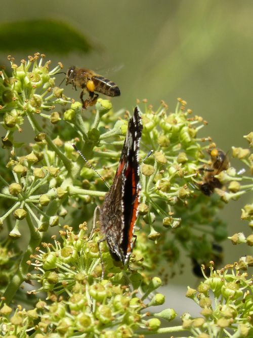 butterfly atalanta vanessa atalanta