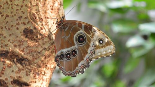 butterfly nature animals