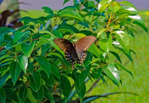 butterfly plant green