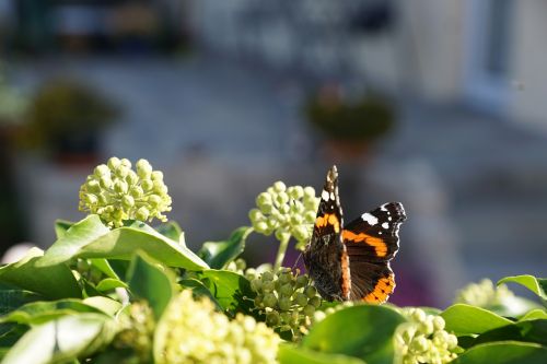 butterfly plant insect