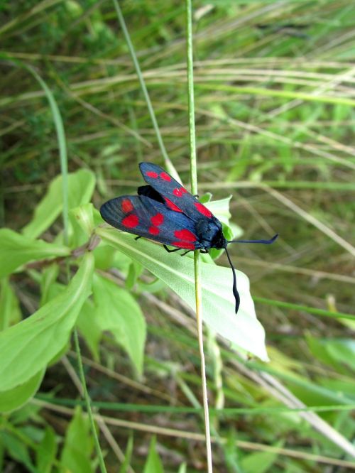 butterfly six moth insect