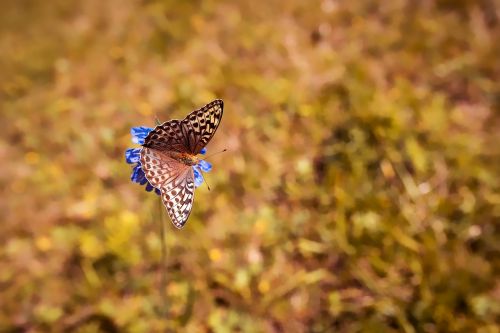 butterfly butterflies edelfalter