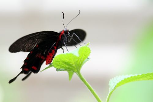 butterfly fly insect