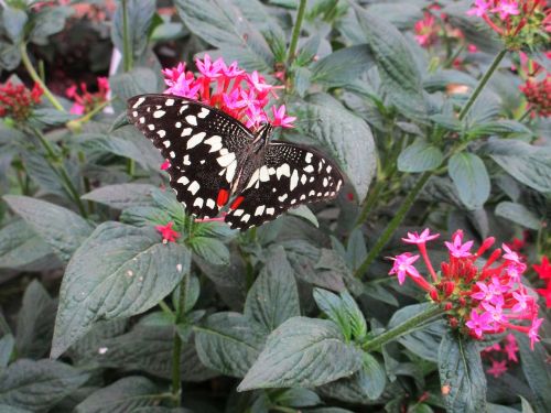 butterfly pink colourful