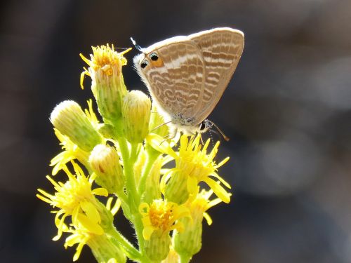 butterfly teenindusega boeticus flower