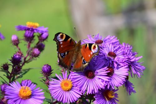 aster butterfly blossom