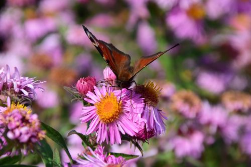 aster butterfly blossom