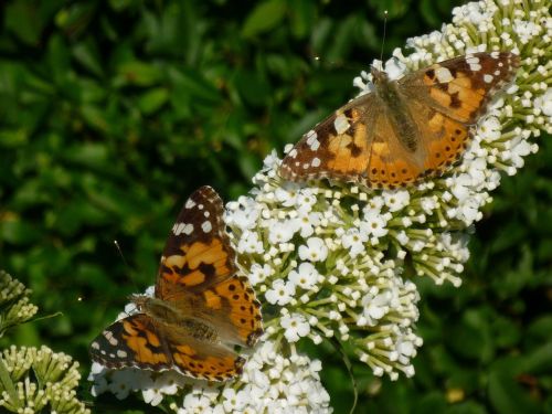 butterfly garden nature