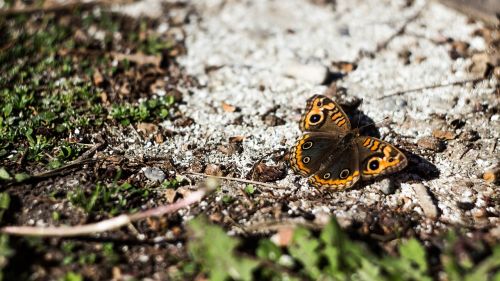 butterfly nature bugs