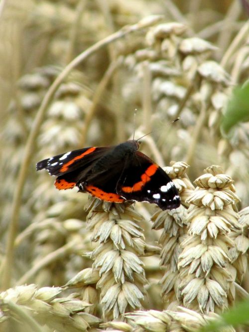 butterfly admiral edelfalter