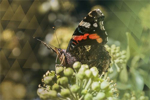 butterfly insect macro