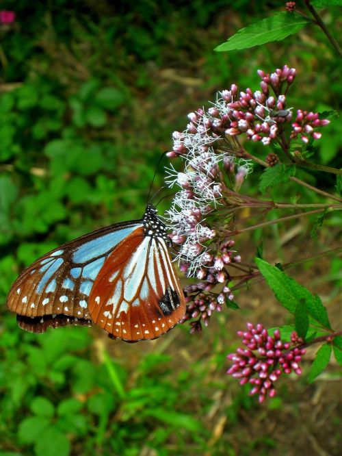 butterfly flowers blue sky