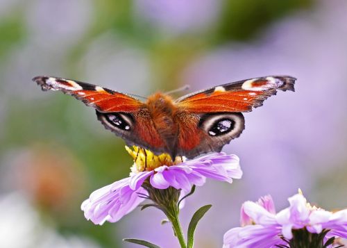 butterfly peacock butterfly aster