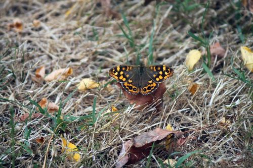 butterfly insects colorful