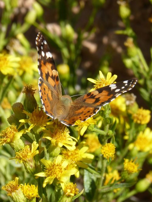 butterfly libar flower