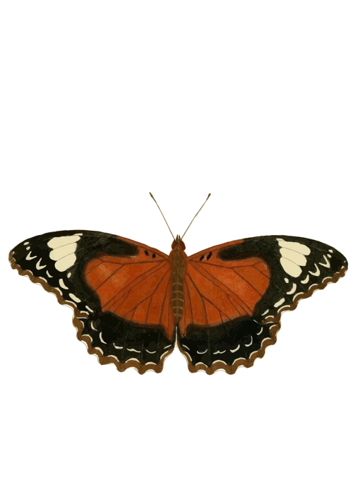 butterfly orange insect