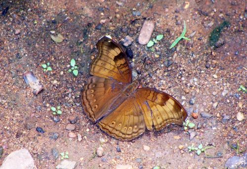 butterfly common baron dandeli