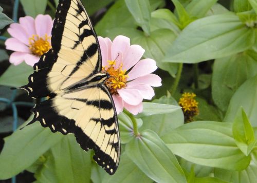 butterfly tiger swallowtail zinna
