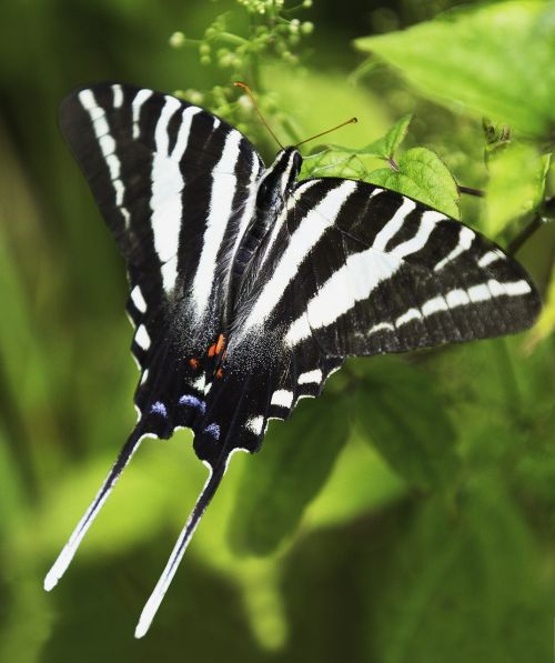 butterfly tiger swallowtail insect