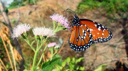 butterfly flowers nature