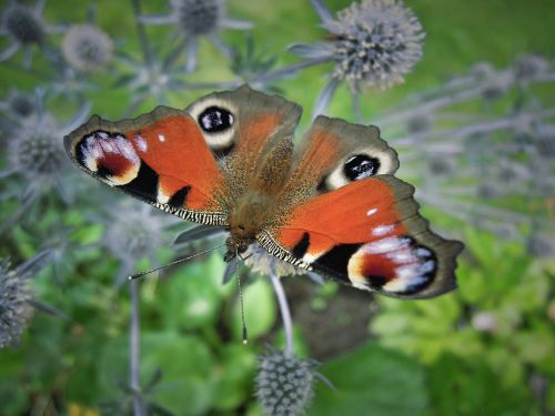 butterfly animal insect