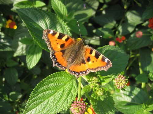 butterfly close insect